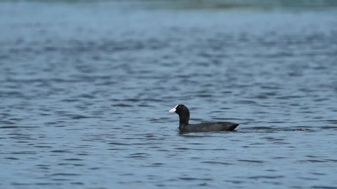 The Eurasian Coot or Fulica atra dabble as well as dive in water. At Burirum province ,Thailand.