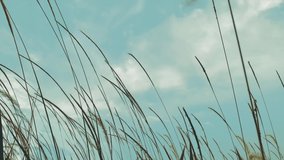 HD footage of focus and blurred white color Pennisetum polystachion or Mission Grass or Feather Pennisetum flowers flowing by the strong wind in raining season with blue sky and white clouds.