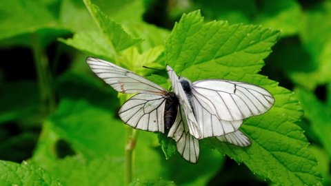Two butterflies Black-Veined White (Aporia crataegi) mating on green leaves in park. Matrimonial games and insect sexual intercourse. Concept summer time ardor of love in insect world