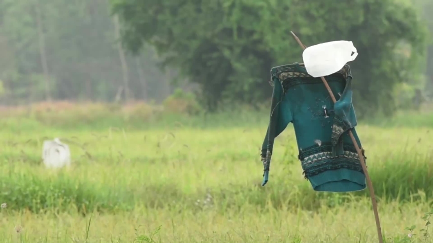 The Scarecrow in the rice field. At Burirum province ,Thailand.
