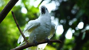 cockatoo white after bathing stock video footage 4K