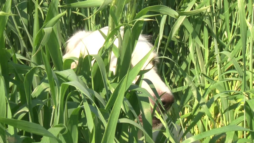 Golden retriever running on the green field