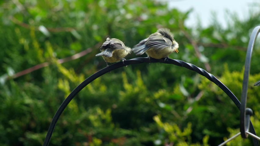 two blue tit fledgeling chicks beckon their parent to feed them. Adult flies up and feeds one. Garden setting