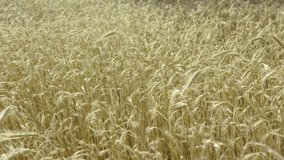 Wheat field. Golden ears of wheat on the field. Background of ripening ears of meadow wheat field. Rich harvest Concept. 4K Video.