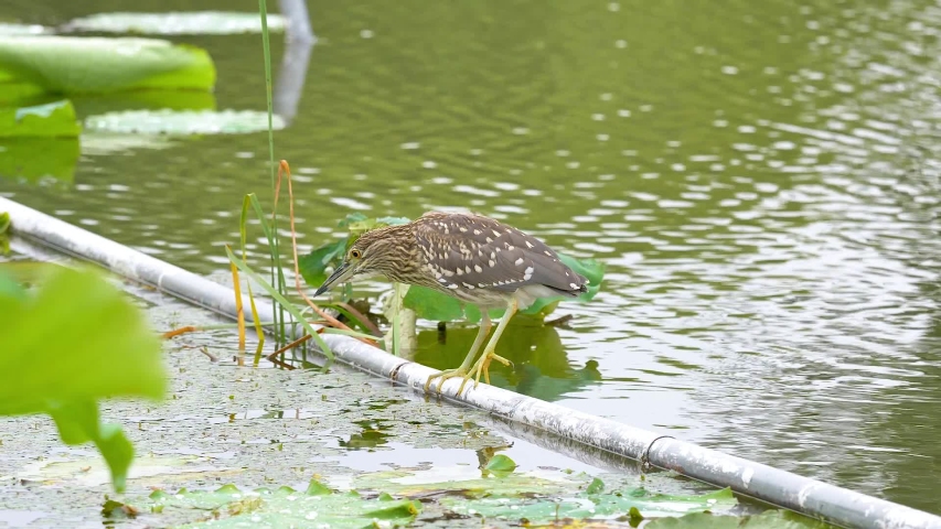 Juvenile Black crowned Night Heron in water looking for food. Stocky and short-necked, Heavy, dagger-like bill, zoom in video.