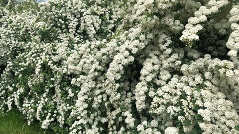 Green bush with white color. White flower on the bush  