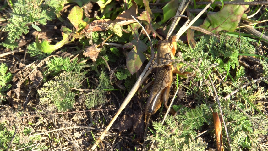 Brown Caucasian fen-cricket Gryllotalpa gryllotalpa crawls in the grass in the foothills of the North Caucasus
