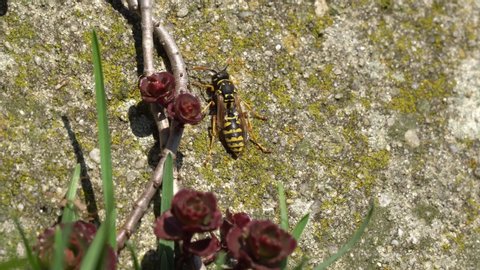 A Saxon wasp warming up in the spring sun on an old concrete wall in the garden, some stonecrop is growing in front of it