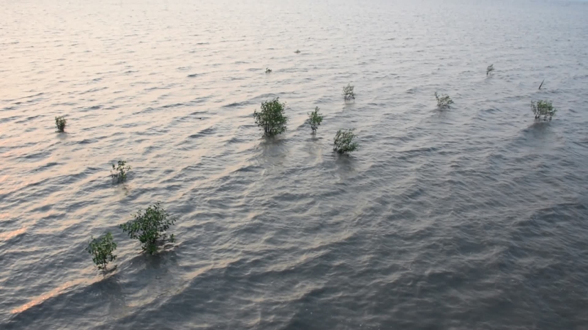 Lanscape coast of sea with bush of green tree, Motion of sea water surface on coast 