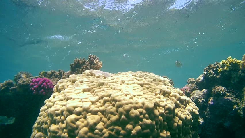 Snorkeling Over the Coral Reef, Stock Footage Video (100% Royalty-free ...