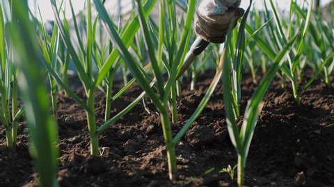 Farmer hoeing soil on garden bed of green onions and garlic. Manually ploughing of plantation of soil. Organic farm, agriculture sector, close up, slow motion