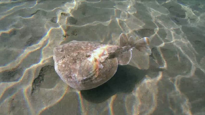 Panther electric ray (Torpedo panthera) swims over a sandy bottom, Red sea, Marsa Alam, Abu Dabab, Egypt
