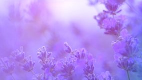Lavender. Blooming Violet fragrant lavender flowers on a field, close up. Background of Growing Lavender, harvest. Garden, gardening. Watercolor design. France Provence. Slow motion 4K UHD video