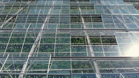 Flying over a large greenhouse with vegetables, a greenhouse with a 
transparent roof, a greenhouse view from above, growing tomatoes. Large industrial greenhouses.