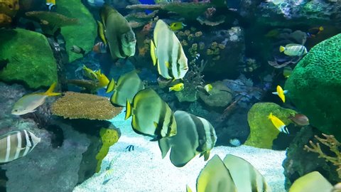 School of Fishes Swimming in Aquarium