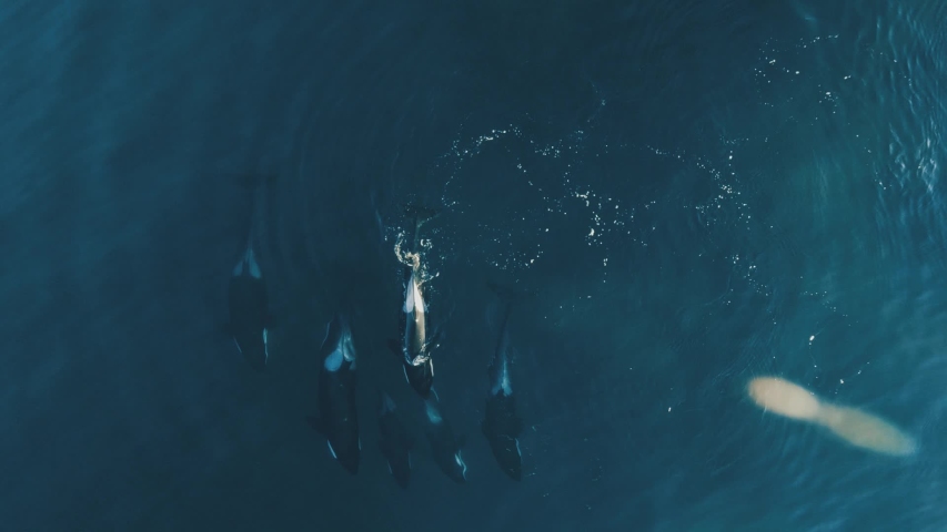 Group of six orcas swimming together comming up to breath 60fps | Shutterstock HD Video #1032407891