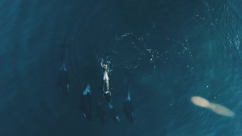 group of six orcas swimming together comming up to breath 60fps