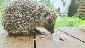 The video was shot on a mobile phone. A walking hedgehog came across the remains of canned meat. He began to swallow the tasty morsels with great greed.