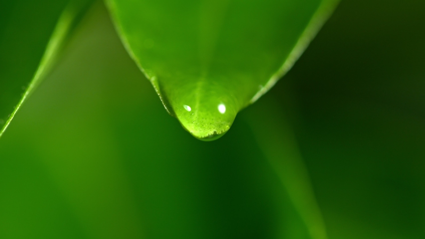Super Slow Motion Shot of Droplet Falling from Fresh Green Leaf at 1000fps. | Shutterstock HD Video #1032414704