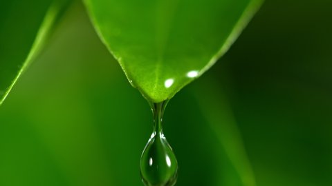 Super Slow Motion Shot of Droplet Falling from Fresh Green Leaf at 1000fps.