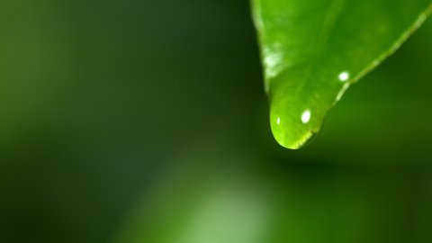 Super Slow Motion Shot of Droplet Falling from Fresh Green Leaf at 1000fps.