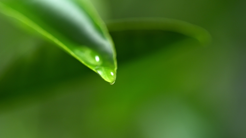 Super Slow Motion Shot of Droplet Falling from Fresh Green Leaf at 1000fps. Royalty-Free Stock Footage #1032414767