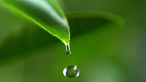 Super Slow Motion Shot of Droplet Falling from Fresh Green Leaf at 1000fps. - Powered by Shutterstock - Get 15% off with code: PIKWIZARD15