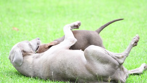 Mother Weimaraner dog a her puppy playing on green grass at the park
