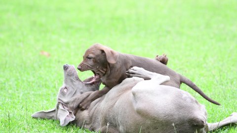 Mother Weimaraner dog a her puppy playing on green grass at the park
