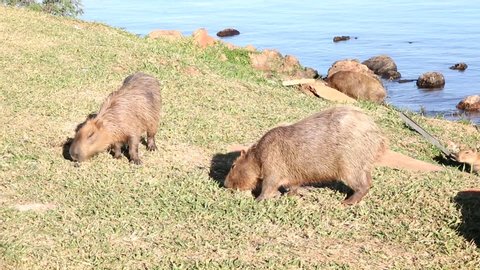 A Family of Capybaras (Capivaras) feeding Beside the Lake on a Sunny Day