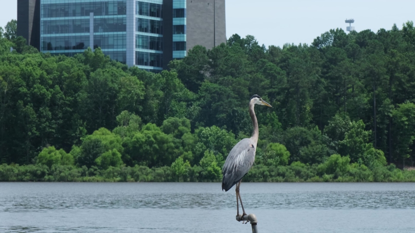 Great Blue Heron, a large wading bird, hunts fish from atop an exposed pipe in the urbanized area around Raleigh, North Carolina