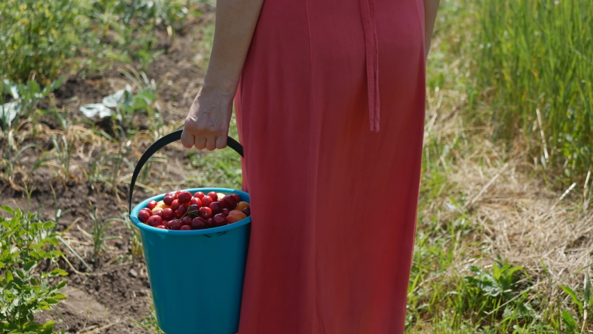 a woman carries a full bucket of freshly picked fruit.