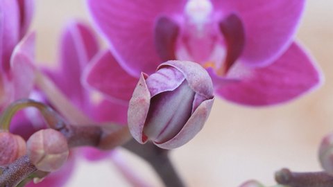 A beautiful orchid flower unfold (time-lapse)