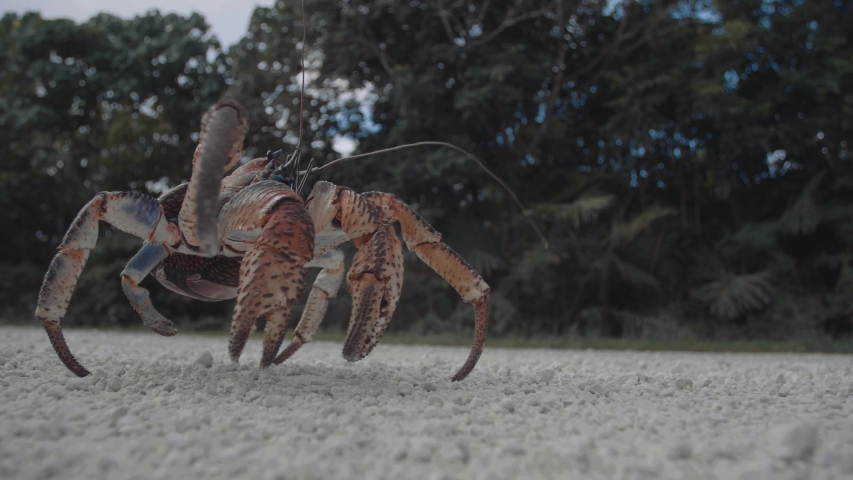 Coconut Crabs Stock Video Footage - 4K and HD Video Clips | Shutterstock