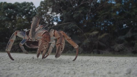 Robber Crab, coconut crab Birgus latro - Large land crab