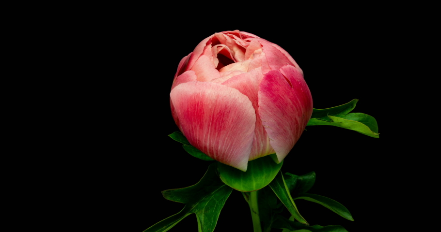 Timelapse of pink peony flower blooming on black background. Blooming peony flower open, time lapse, close-up. Wedding backdrop, easter, Valentine's Day concept. 4K UHD video timelapse