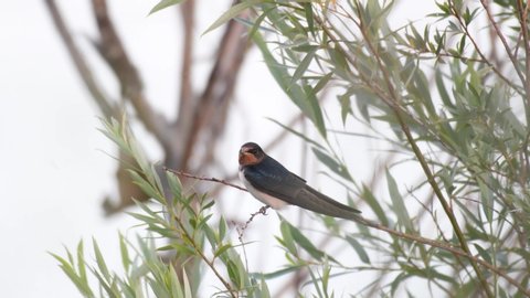 Barn Swallow (Hirundo rustica) sits on a branch above the water.