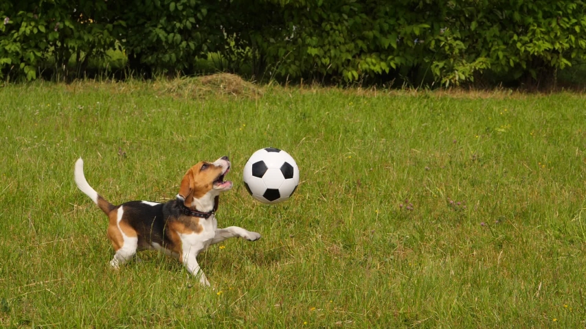 dog kick ball