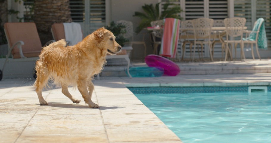 Happy dog jumping in swimming pool playing game fetching toy ball golden retriever playfully enjoying summer cute furry canine having fun splashing 4k | Shutterstock HD Video #1032448919