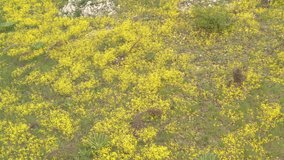 Fields of Golden-tuft madwort (Alyssum Aurinia saxatilis) flower 4K drone video