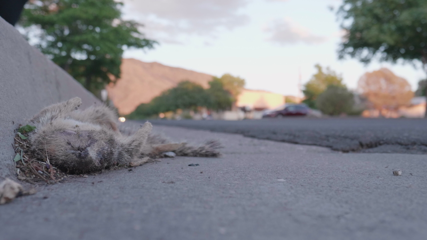 This is a shot of some road kill "a dead squirrel" on the side of the road with traffic driving by. Shot on a GH5