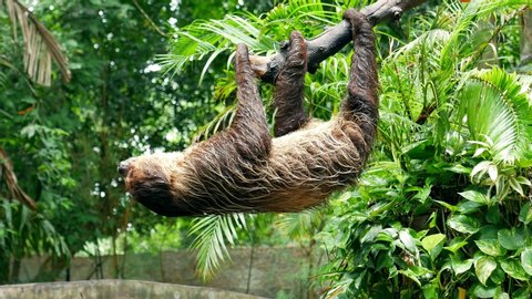 Sloth moving on the tree in Thailand