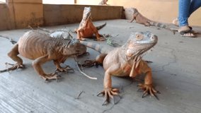
iguanas are eating leaves on the ground
