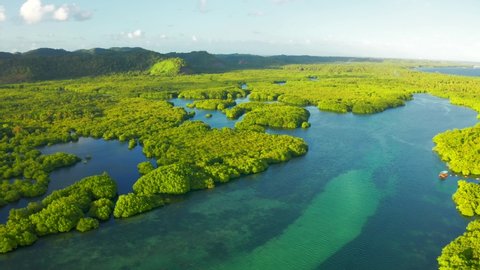 Anavilhanas archipelago, flooded amazonia forest in Negro River, Amazonas, Brazil