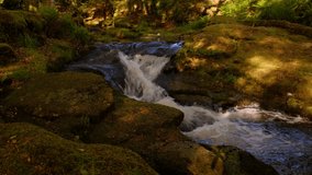 Fairy tail 4K video of mysterious creeks of Cloughleagh, Co. Wicklow, Ireland among wonderful forest with mossy rocks and stones
