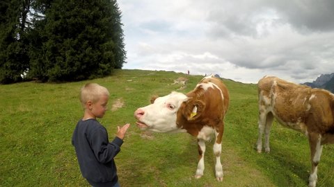 Summer time in the Austrian alps. Cows on a mountain pasture. Beautiful alpine landscape.
The little boy is looking closely at the cows. Stabilized footage.