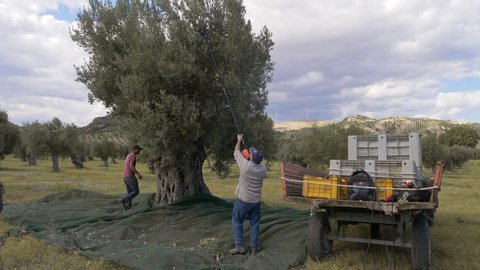Farmers picking olives in South of Italy. Harvesting olives,olive oil production