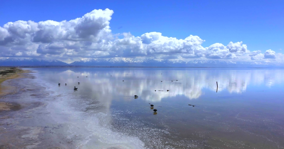 Birds in Water, Beach of Great Salt Lake, Antelope Island