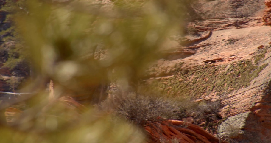 Slow Motion, Rare California Condor Flying Through Desert Canyon