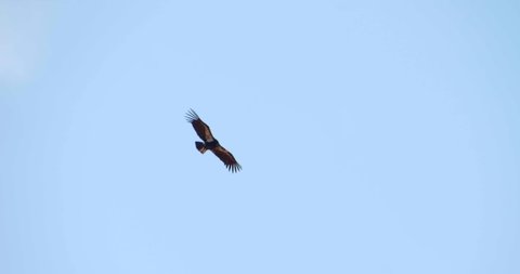 Slow Motion, California Condor Flying Above Trees, Day Sunny Sky